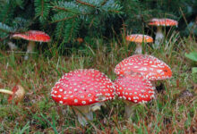 Fliegenpilz Bestellen