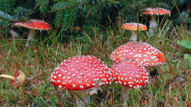 Fliegenpilz Bestellen: Der komplette Einsteiger-Guide Fliegenpilz Bestellen